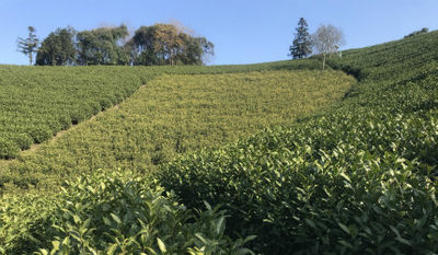 Feibai Anji white tea in China（Chinese green tea factory）