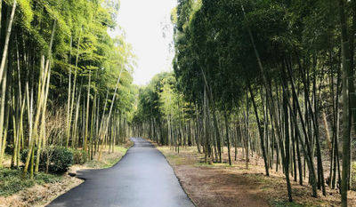Feibai Anji white tea in China（Chinese green tea factory）